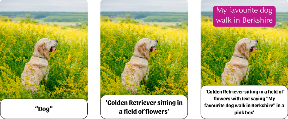 3 images depicting the examples above. The images are a golden retriever sitting in a field of flowers, one with text saying "My favourite dog walk in Berkshire" they all have captioned text the first saying "dog", the second saying "golden retriever sitting in a field of flowers" and the third has the addition of describing the text too